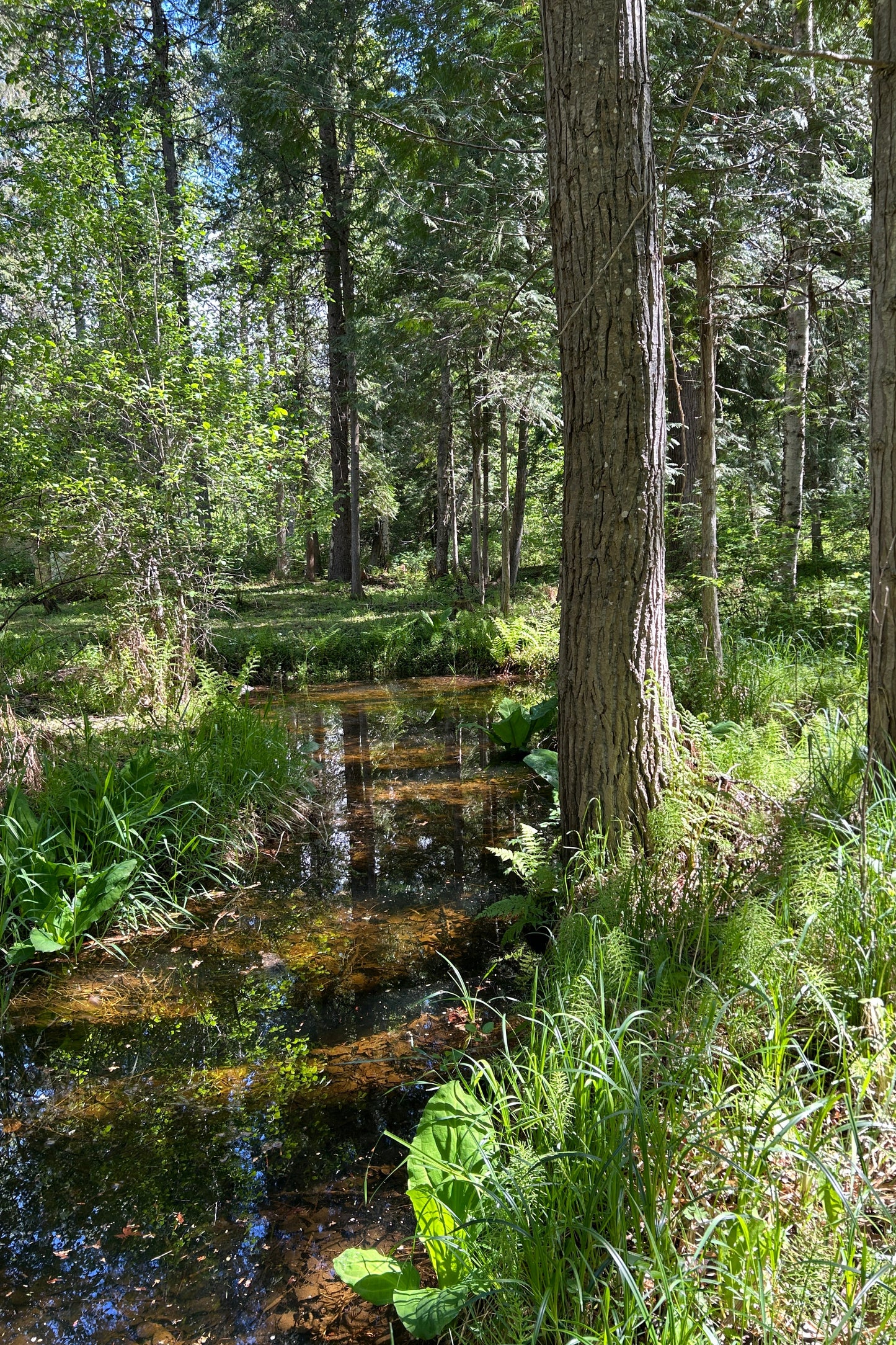 Forest Bathing add on : feel the pulse of earth + flow of water