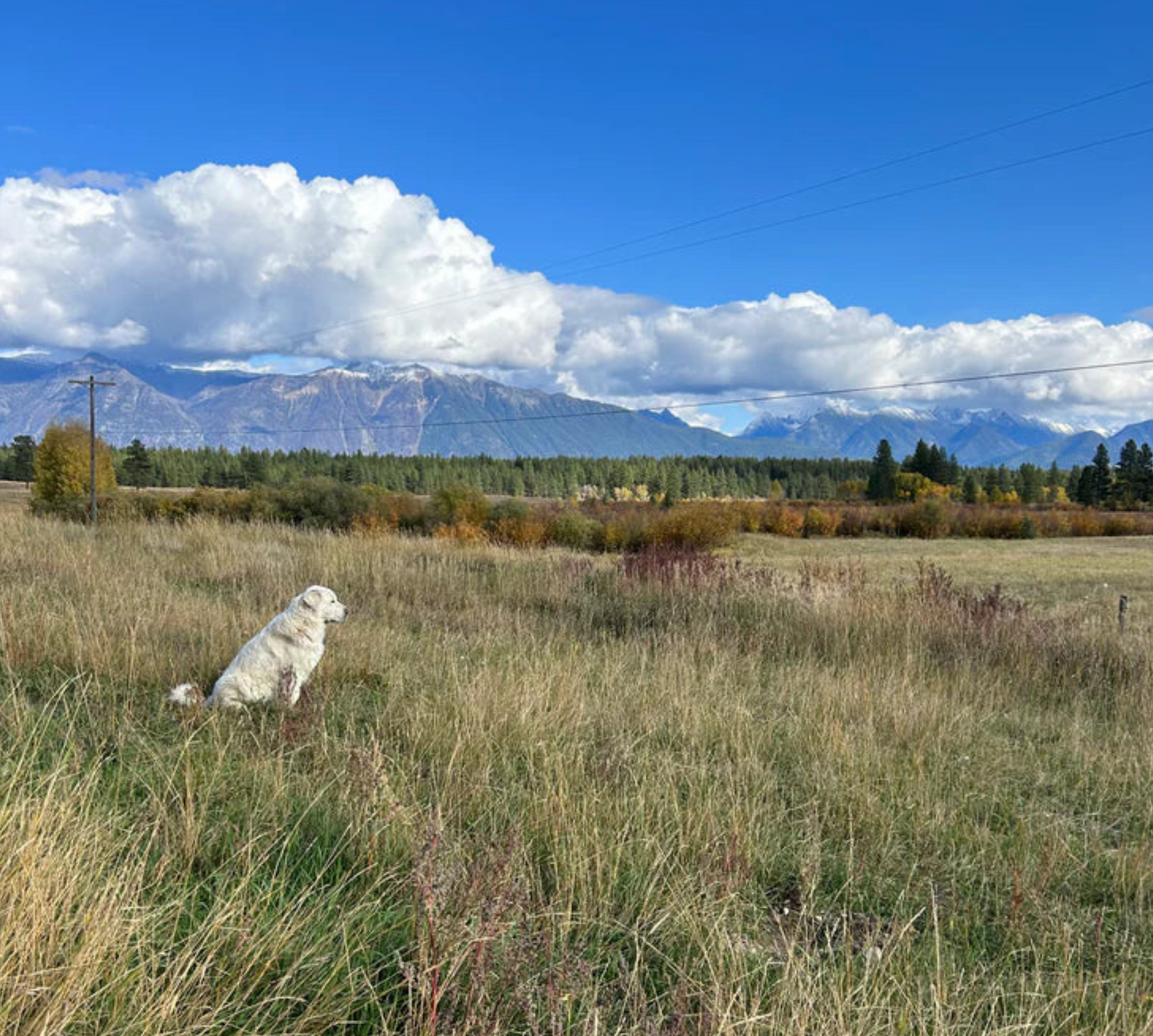 Mountain Meadow Atomizer