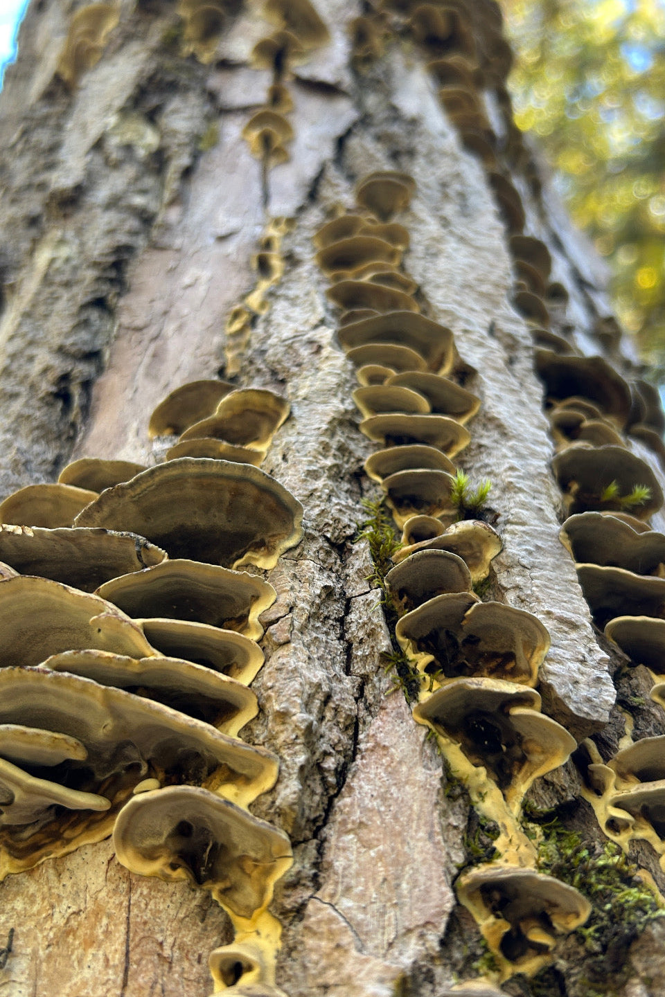 Forest Bathing: feel the pulse of earth + flow of water