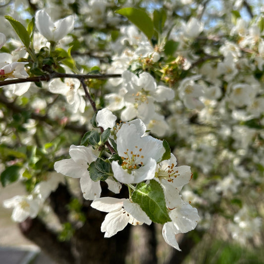 Mini Retreat: Recalibrate for Peace + Plenty