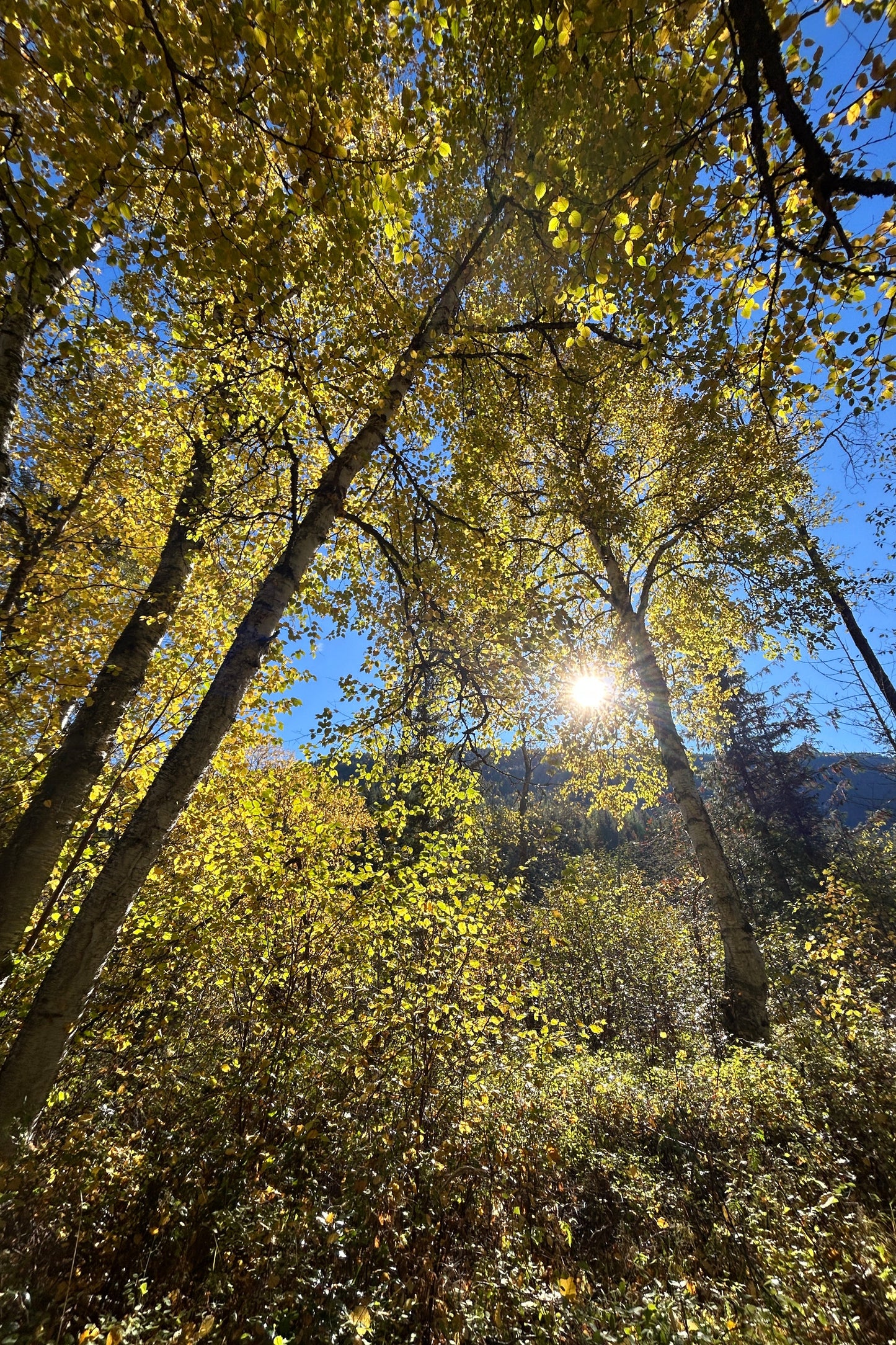 Mini Retreat: Recalibrate for Peace + Plenty